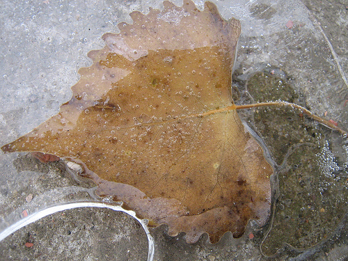 leaf-trapped-in-ice