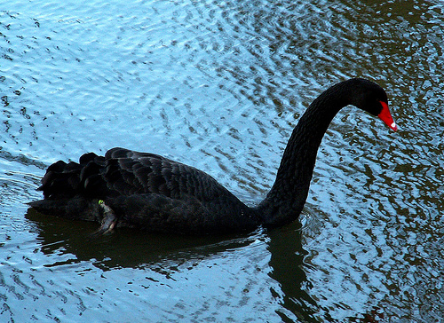Post image for Of Black Swans and Put Options